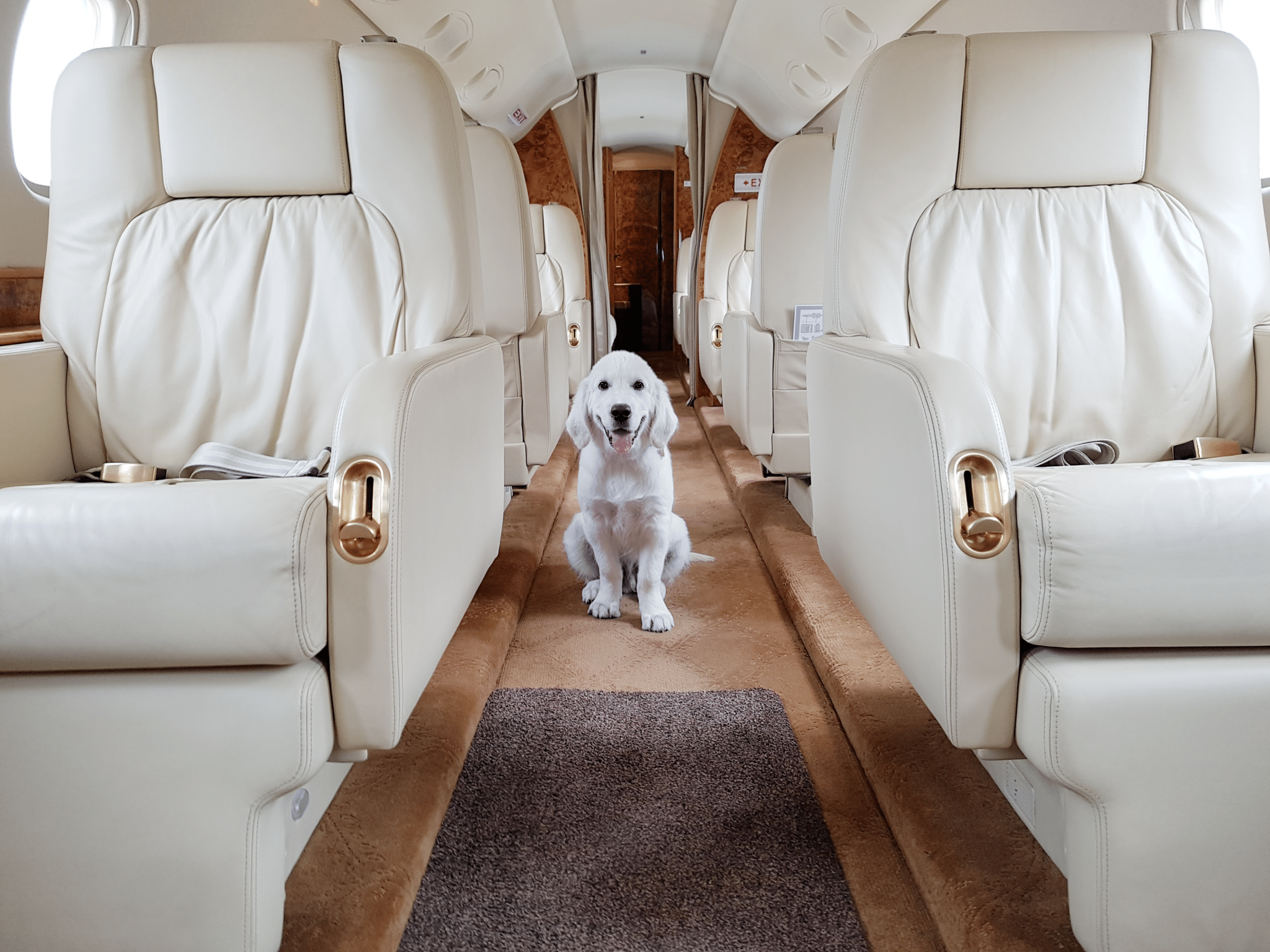 Pet travel
